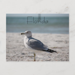 Florida Postkarte
