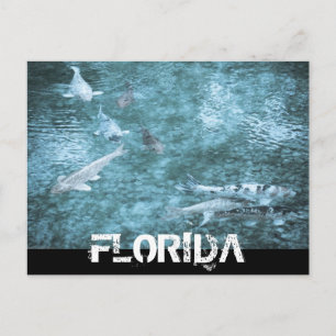 FLORIDA POSTKARTE