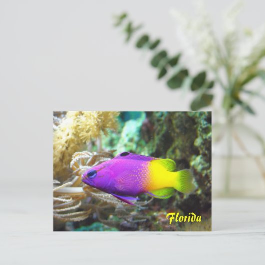 Florida Postkarte (Stehend Vorderseite)