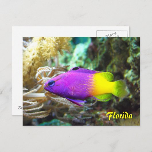 Florida Postkarte (Vorne/Hinten)