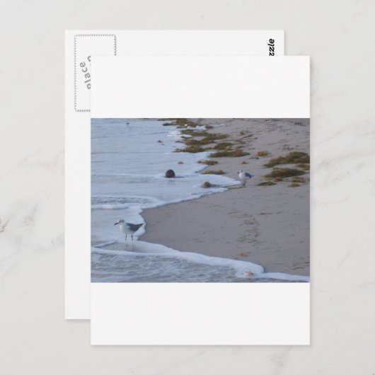 Florida Postkarte (Vorne/Hinten)