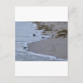 Florida Postkarte (Vorderseite)