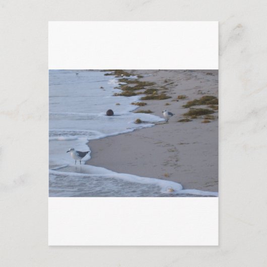 Florida Postkarte (Vorderseite)