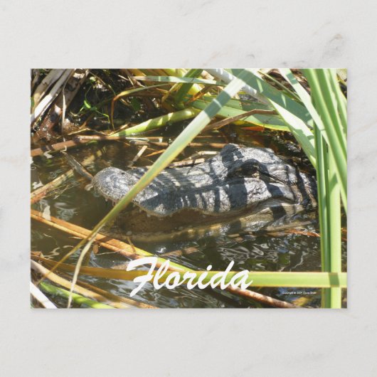 Florida Postkarte (Vorderseite)