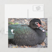 Florida Postkarte (Vorne/Hinten)