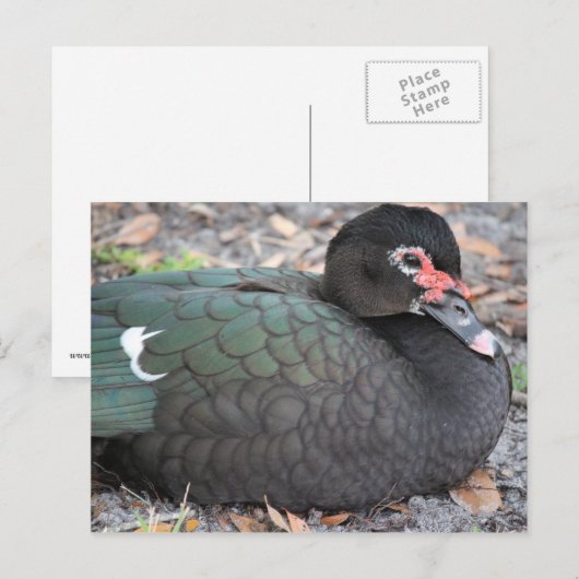 Florida Postkarte (Vorne/Hinten)