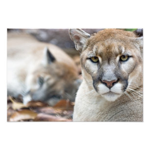 Florida-Puma Fotodruck