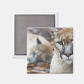 Florida-Puma Magnet (Vorderseite/Rückseite)