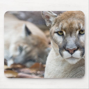 Florida-Puma Mousepad