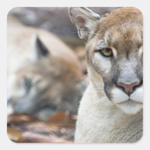 Florida-Puma Quadratischer Aufkleber