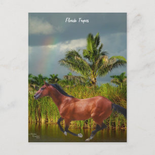 Florida Rainbow Horse Palm Tree Postkarte