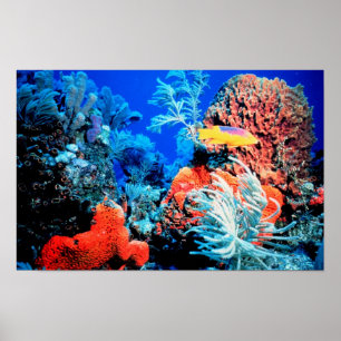 Florida Reef Poster