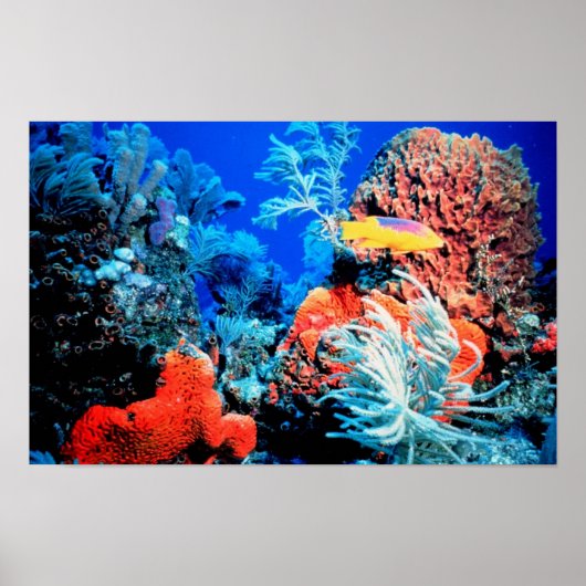 Florida Reef Poster (Vorne)