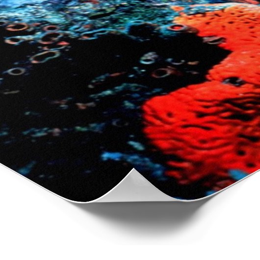 Florida Reef Poster (Ecke)