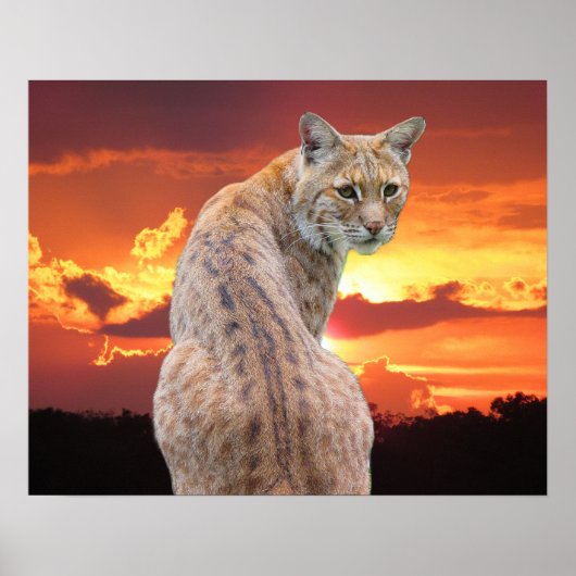Florida Rotluchs mit atemberaubendem Sonnenunterga Poster (Vorne)
