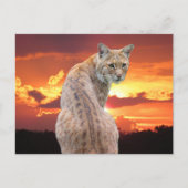Florida Rotluchs mit atemberaubendem Sonnenunterga Postkarte (Vorderseite)