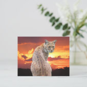 Florida Rotluchs mit atemberaubendem Sonnenunterga Postkarte (Stehend Vorderseite)
