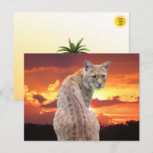 Florida Rotluchs mit atemberaubendem Sonnenunterga Postkarte (Vorne/Hinten)