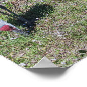 Florida Sandhill Cranes Familienfotos Poster (Ecke)