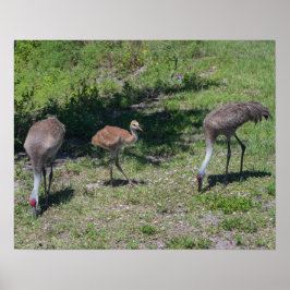 Florida Sandhill Cranes Familienfotos Poster