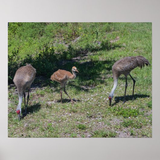 Florida Sandhill Cranes Familienfotos Poster (Vorne)