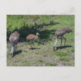 Florida Sandhill Cranes Familienfotos Postkarte