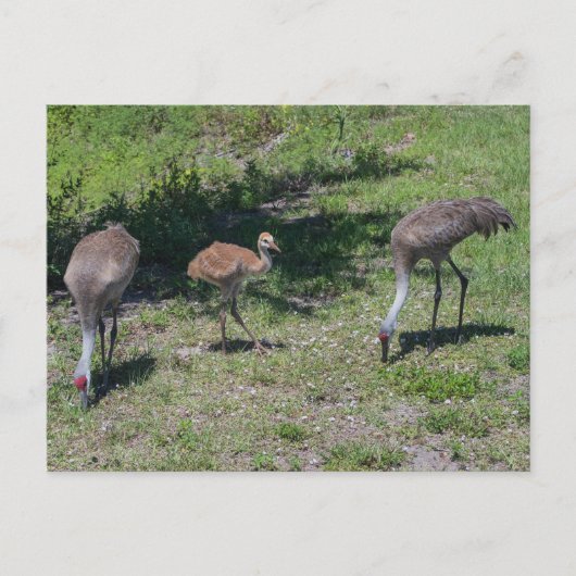 Florida Sandhill Cranes Familienfotos Postkarte (Vorderseite)