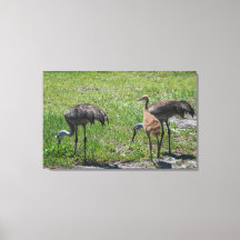 Florida Sandhill Cranes Naturfotografie