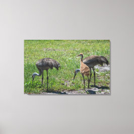 Florida Sandhill Cranes Naturfotografie Leinwanddruck