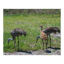 Florida Sandhill Cranes Naturfotografie