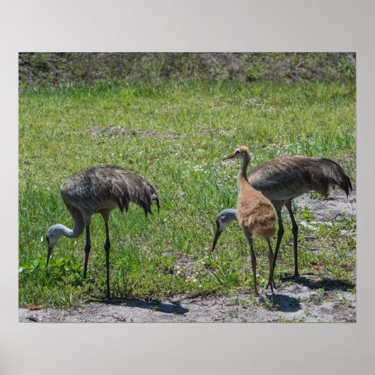 Florida Sandhill Cranes Naturfotografie Poster (Vorne)