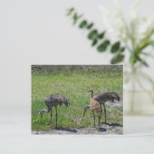 Florida Sandhill Cranes Naturfotografie Postkarte (Stehend Vorderseite)