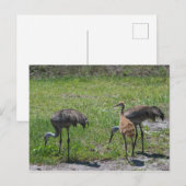 Florida Sandhill Cranes Naturfotografie Postkarte (Vorne/Hinten)