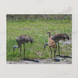 Florida Sandhill Cranes Naturfotografie Postkarte