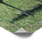 Florida Sandhill Cranes Wandern auf dem grünen Fel Poster (Ecke)