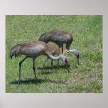 Florida Sandhill Cranes Wandern auf dem grünen Fel