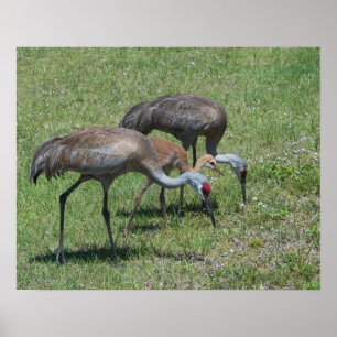Florida Sandhill Cranes Wandern auf dem grünen Fel Poster