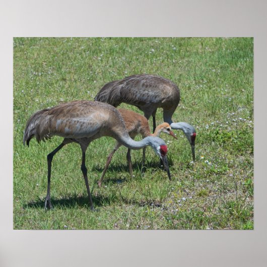 Florida Sandhill Cranes Wandern auf dem grünen Fel Poster (Vorne)