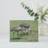 Florida Sandhill Cranes Wandern auf dem grünen Fel Postkarte (Stehend Vorderseite)