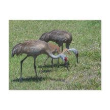 Florida Sandhill Cranes Wandern auf dem grünen Fel