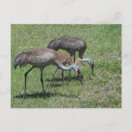 Florida Sandhill Cranes Wandern auf dem grünen Fel Postkarte