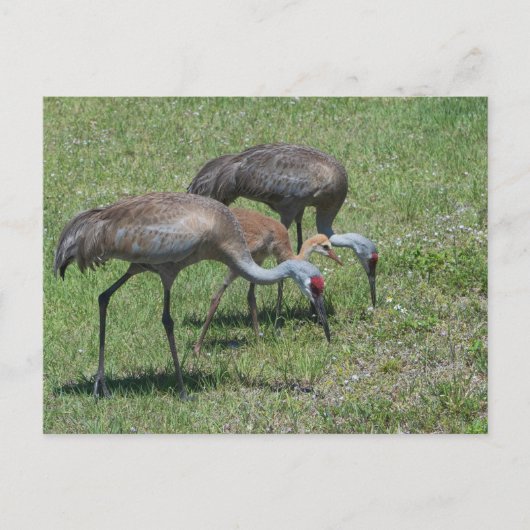 Florida Sandhill Cranes Wandern auf dem grünen Fel Postkarte (Vorderseite)