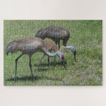 Florida Sandhill Cranes Wandern auf dem grünen Fel