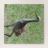 Florida Sandhill Cranes Wildlife Foto Puzzle (Horizontal)