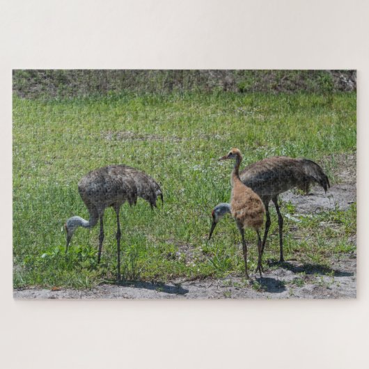 Florida Sandhill-Krane in Grünfeldfotografie Puzzle (Horizontal)