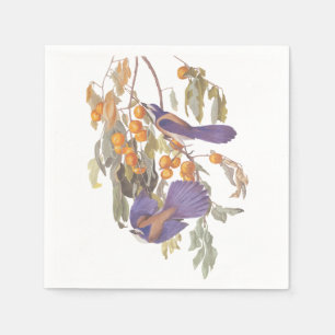 Florida scheuert Jay Audubon Vogel auf Orangenbaum Serviette
