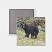 Florida-Schwarzbär Magnet (Vorderseite/Rückseite)