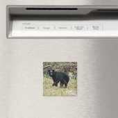 Florida-Schwarzbär Magnet (In Situ (Geschirrspüler))