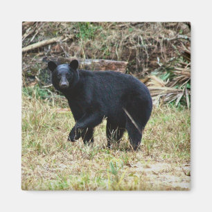 Florida-Schwarzbär Magnet