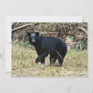Florida-Schwarzbär Mitteilungskarte